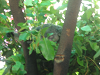 s_A_PICT0042_thumb.png